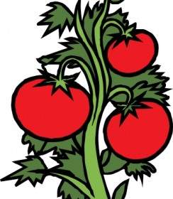 Tomaten Pflanze ClipArt
