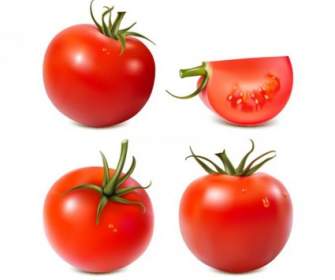 番茄向量
