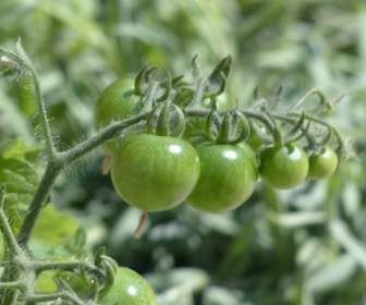 Tomatoes Green Immature