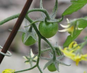 tomatoes green plant