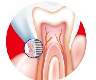 歯の内部ベクトル