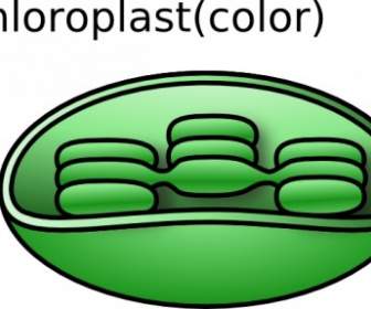 Torisan Chloroplast ClipArt