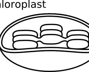 Torisan Chloroplastu Clipart