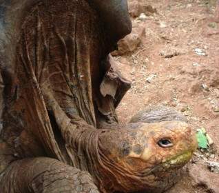 tortoise saddleback nature