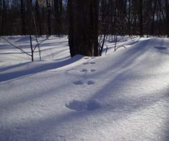 Trail In The Snow