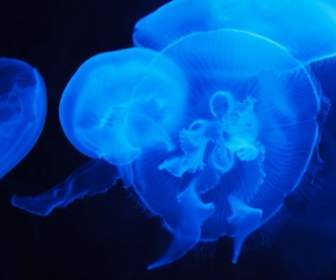 半透明的藍色水母