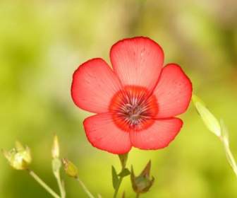 Transluzent Rot Lein Blume