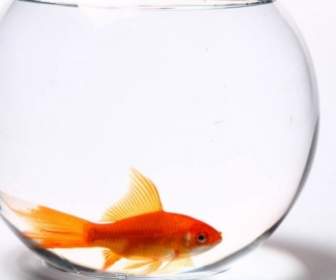 透明玻璃鱼罐和红色金鱼高清图片