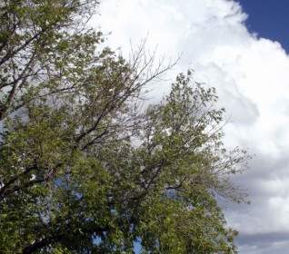 árbol Y Las Nubes
