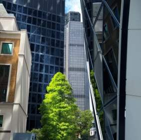 树和摩天大楼