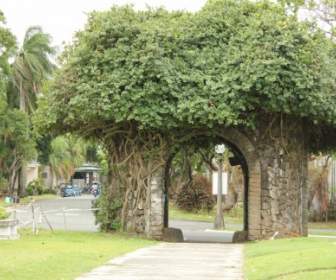 дерево арка
