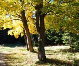 tree autumn fall