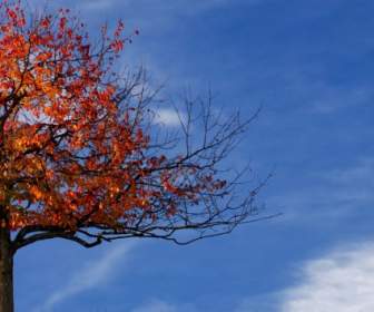 Pohon Daun Musim Gugur