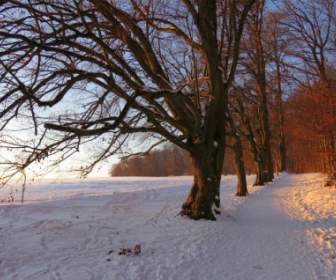 Tree Avenue Snow