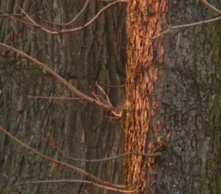 Tree Bark Spotlight