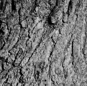 Tekstur Kulit Pohon