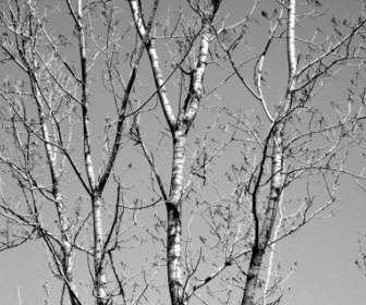 Branches D'arbres