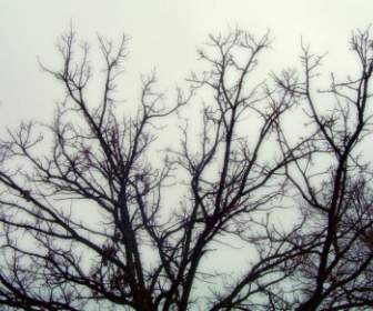Cabang-cabang Pohon