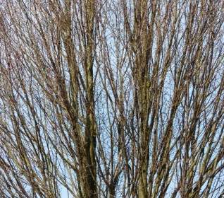 tree branches nature