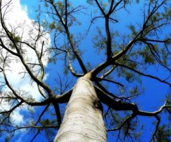Cabang-cabang Pohon Wallpaper Alam Tanaman