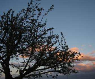 tree clouds nature