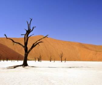 Namib Gurun Pohon