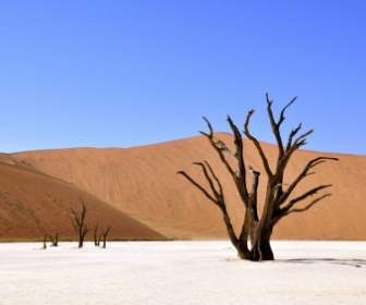 Baum Wüste Namib