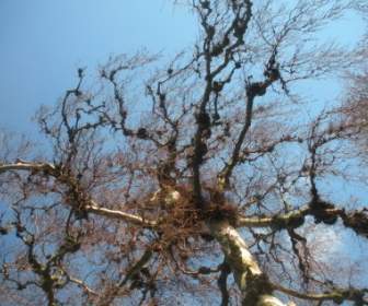 Baum Detail Zweige