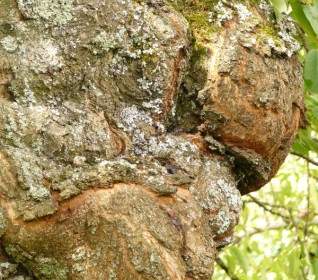 Tree Disease Proliferation