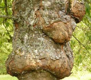 Pohon Penyakit Proliferasi
