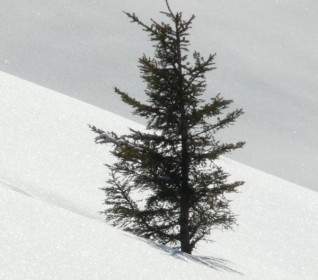 Pohon Cemara Spruce