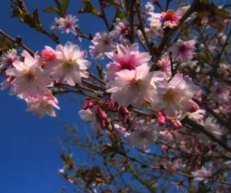 Baum Blumen Frühling