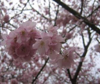 나무 꽃 봄