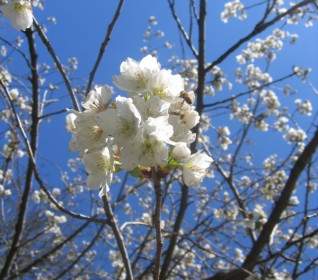 Drzewo Kwiat Wiosna