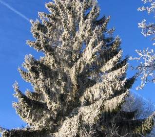 Tree Frost Snow