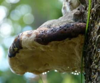 Tree Fungus Hanging