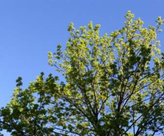 Pohon Hijau Biru
