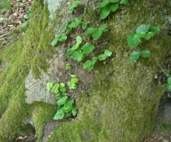 Musgo De árbol Verde