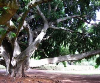 Pohon Hawaii