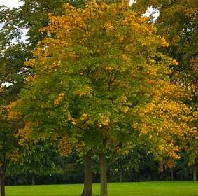 Baum Im Herbst