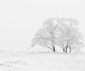 árvore No Nevoeiro