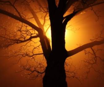 Baum Im Nebel Bei Nacht