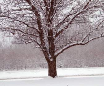 Drzewo W śniegu