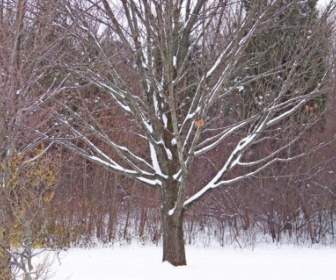 Baum Im Schnee