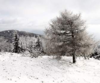 شجرة في فصل الشتاء