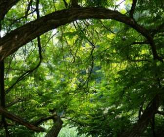 Selva árbol Verde