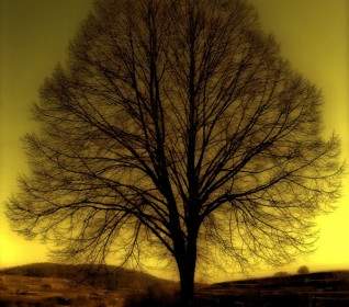 дерево Kahl зима