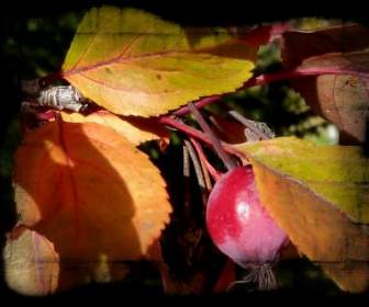 tree leaves fruit