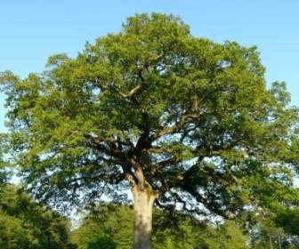 tree oak large