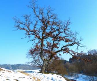 オークの木の冬